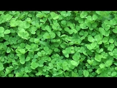 चीन से गुणवत्ता वाले स्मार्ट वियरेबल डिवाइस।